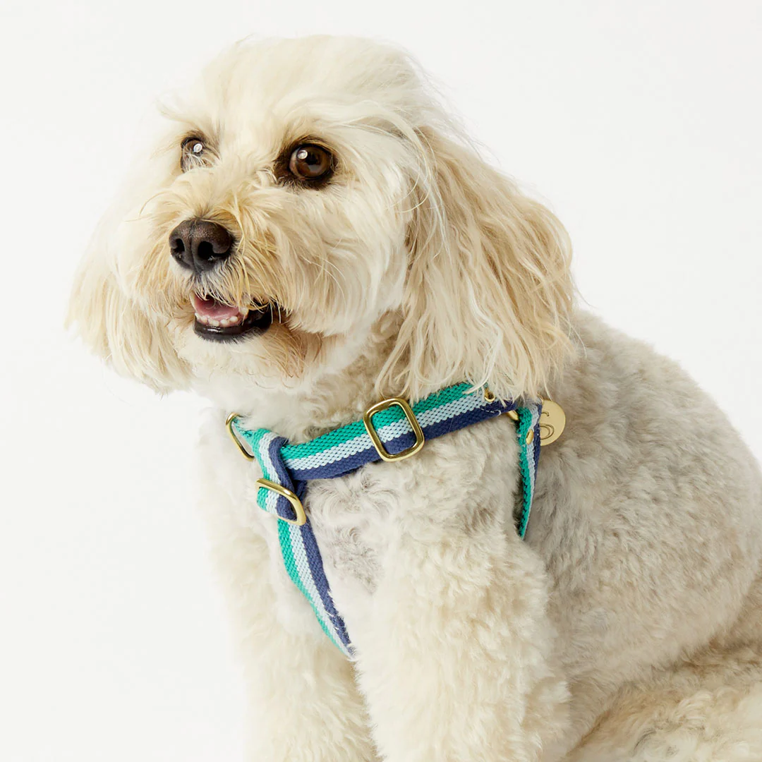 3-Stripe Step In Harness - Blue/Green - Image 5