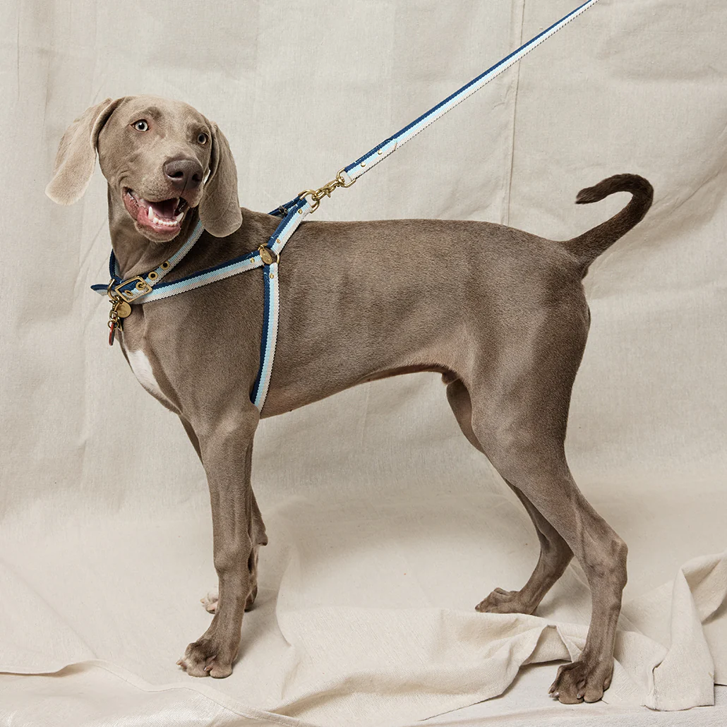 3-Stripe Step In Harness - Blue/Natural - Image 4