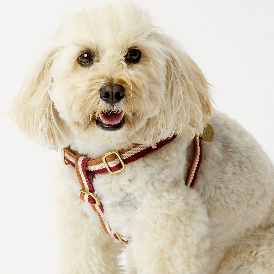 3-Stripe Step In Harness - Red/Toffee - Image 5