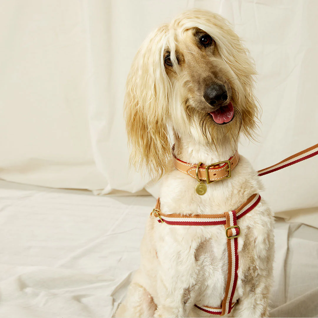3-Stripe Step In Harness - Red/Toffee - Image 6