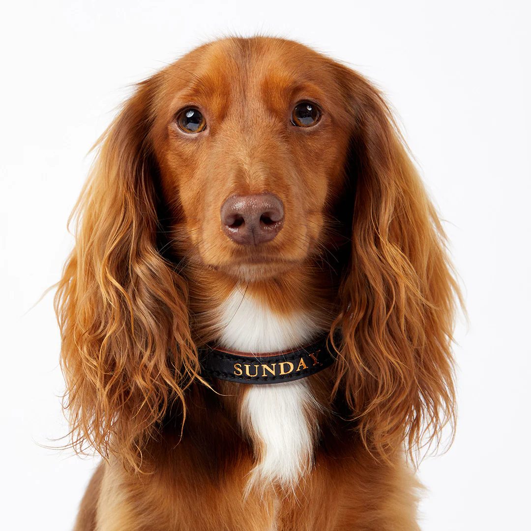 Leather Dog Collar - Black - Image 4