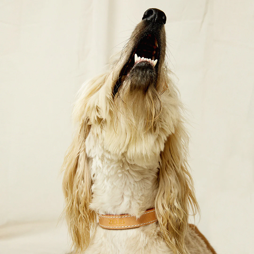Leather Dog Collar - Natural - Image 6