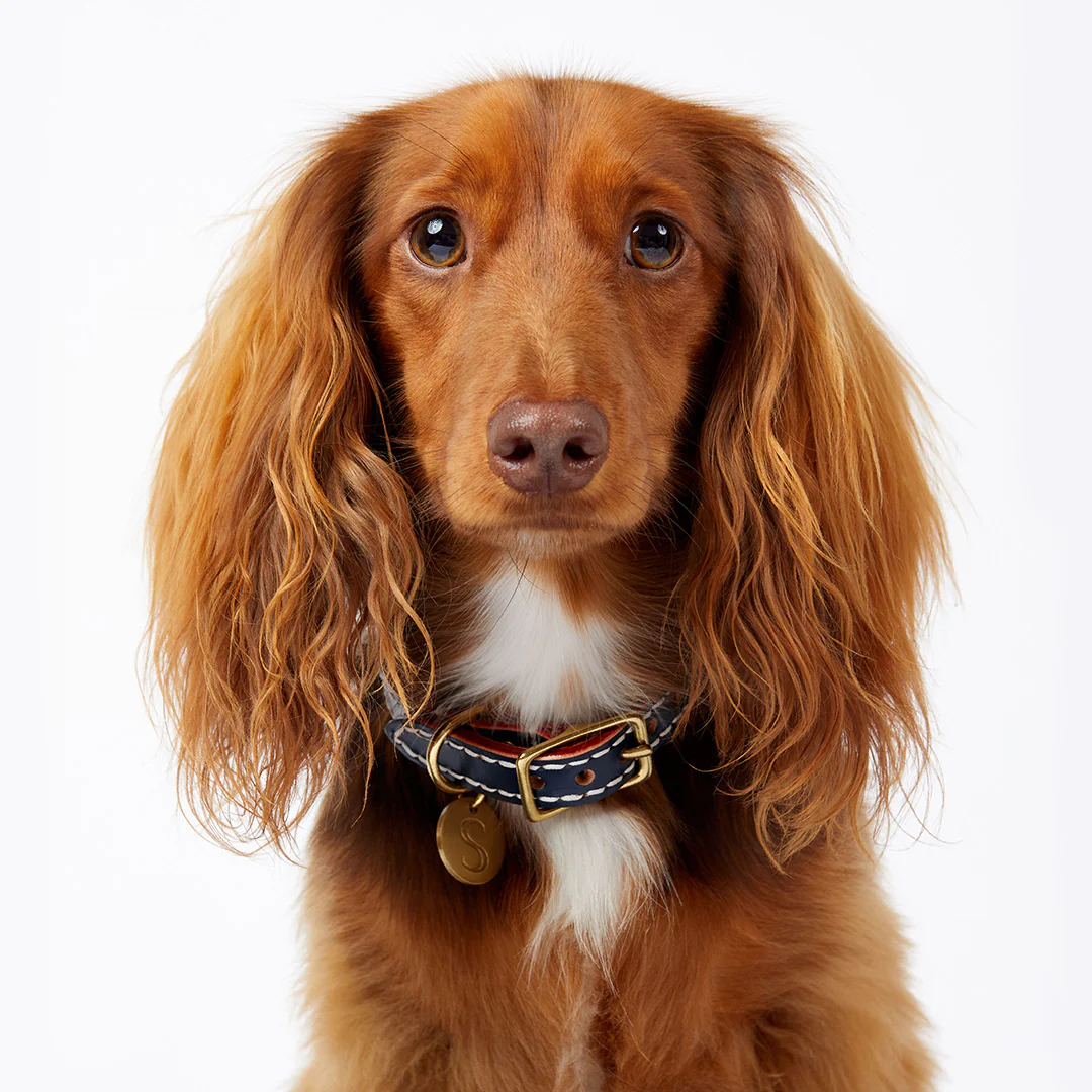 Leather Dog Collar - Navy - Image 4