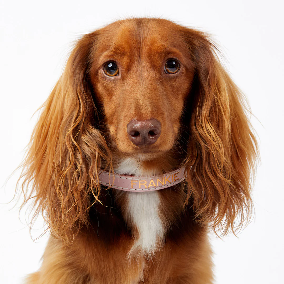 Leather Dog Collar - Soft Pink - Image 4