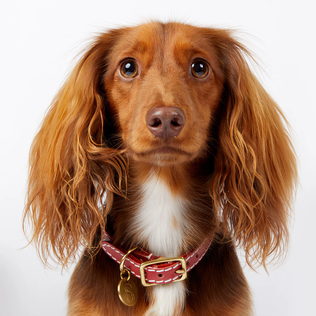 Leather Dog Collar - Terracotta Red - Image 4