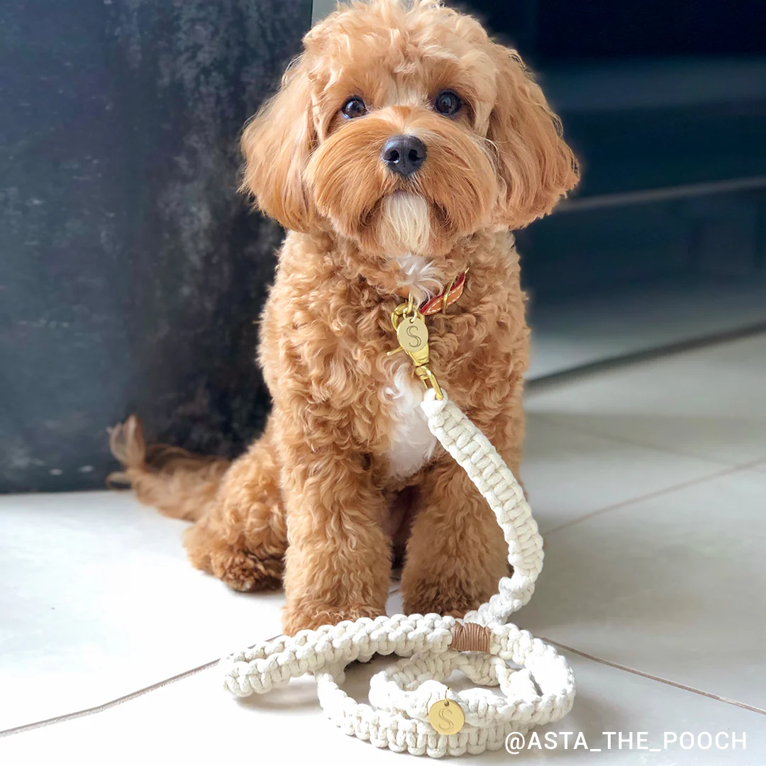 Macramé Originals Dog Lead - Natural - Image 4