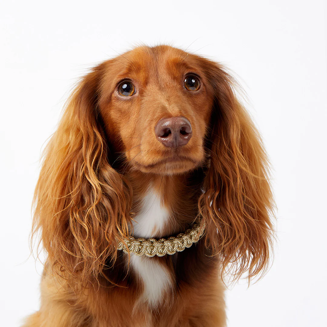 Macramé/Leather Dog Collar - Gold - Image 3