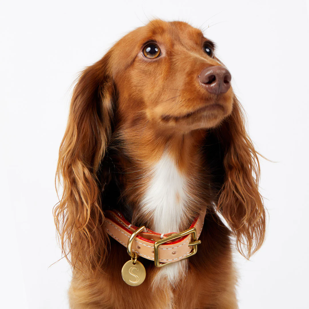 Macramé/Leather Dog Collar - Gold - Image 4