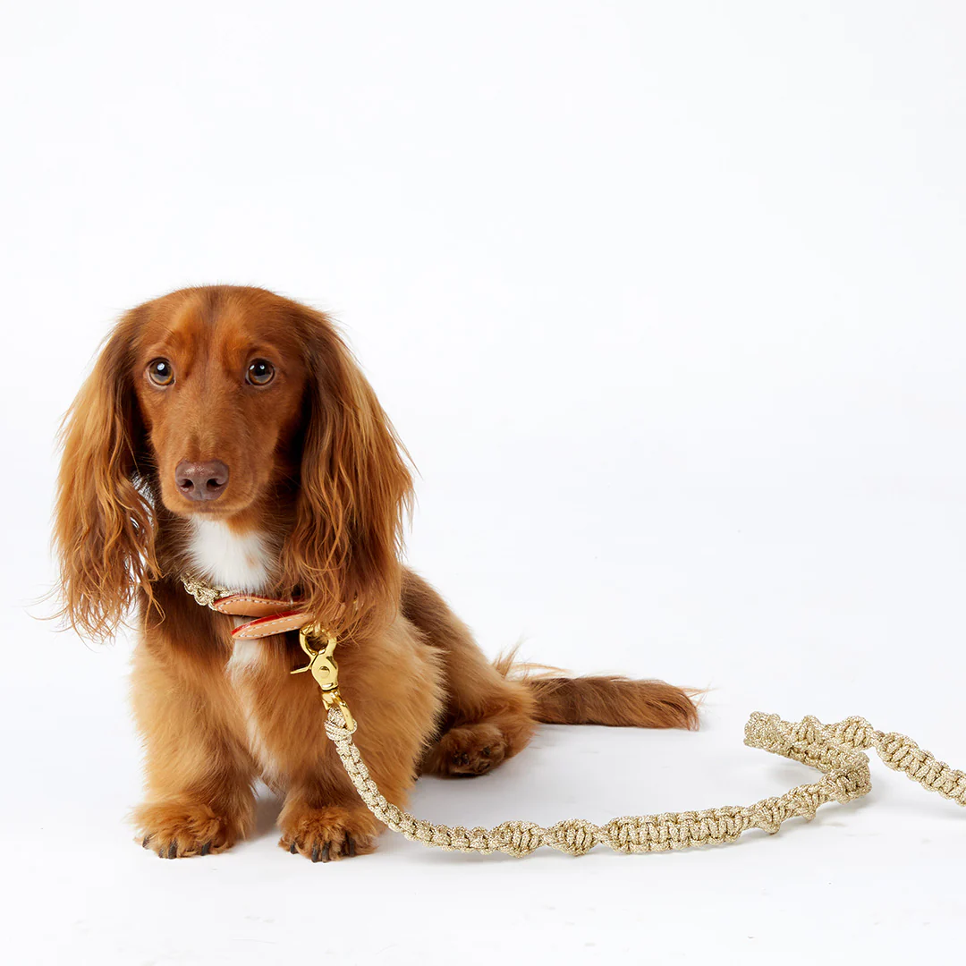 Macramé/Leather Dog Collar - Gold - Image 5