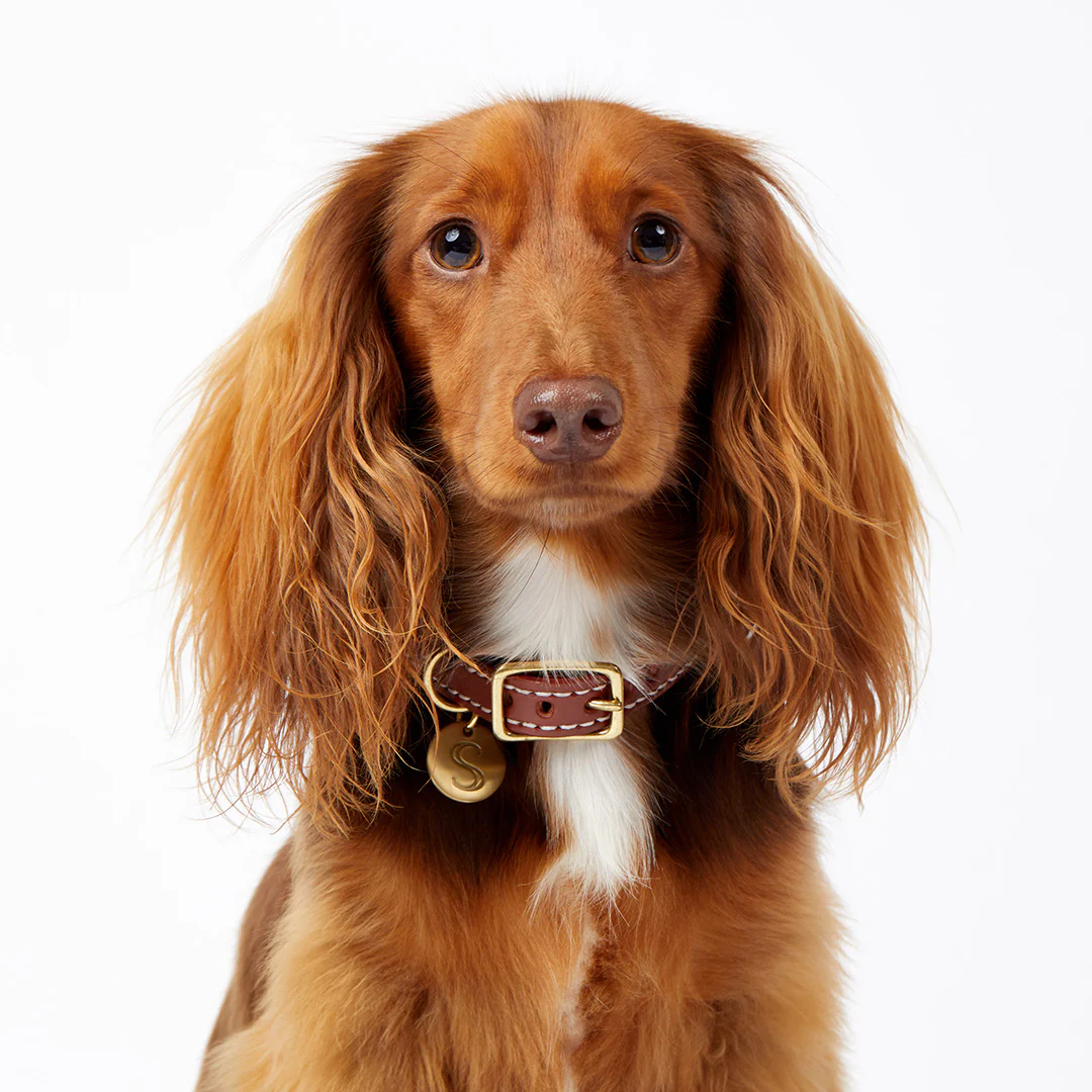 Macramé/Leather Dog Collar - Orange - Image 5