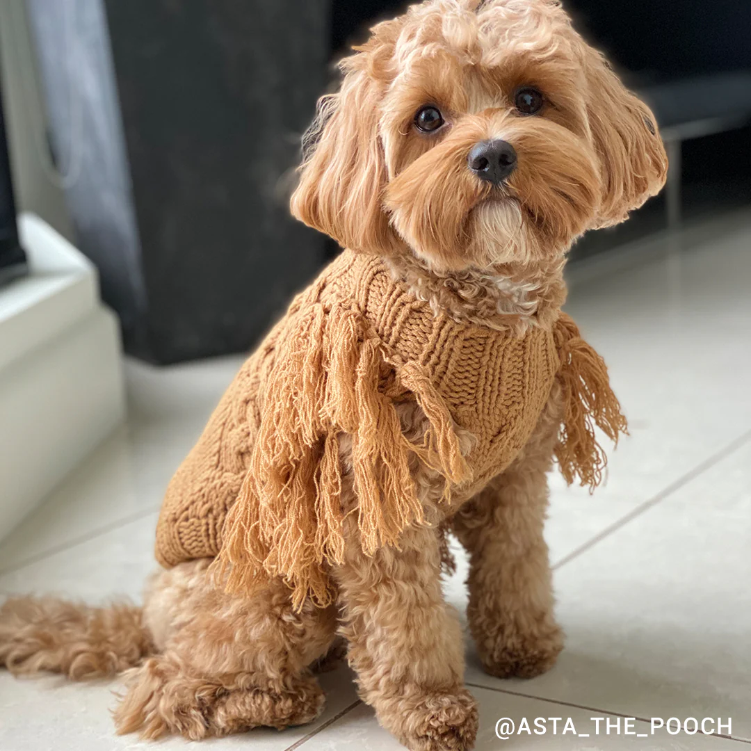 Merino Wool Fringe Knit Dog Sweater - Toffee - Image 6