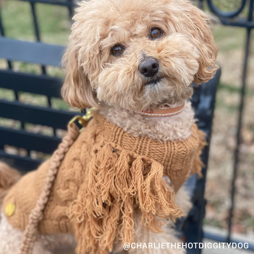 Merino Wool Fringe Knit Dog Sweater - Toffee - Image 7