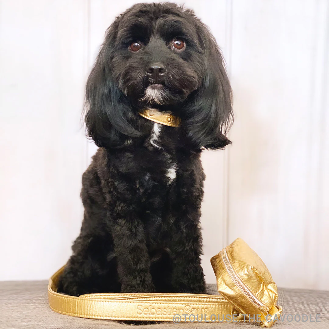 Piñatex Spike Dog Collar - Gold - Image 4