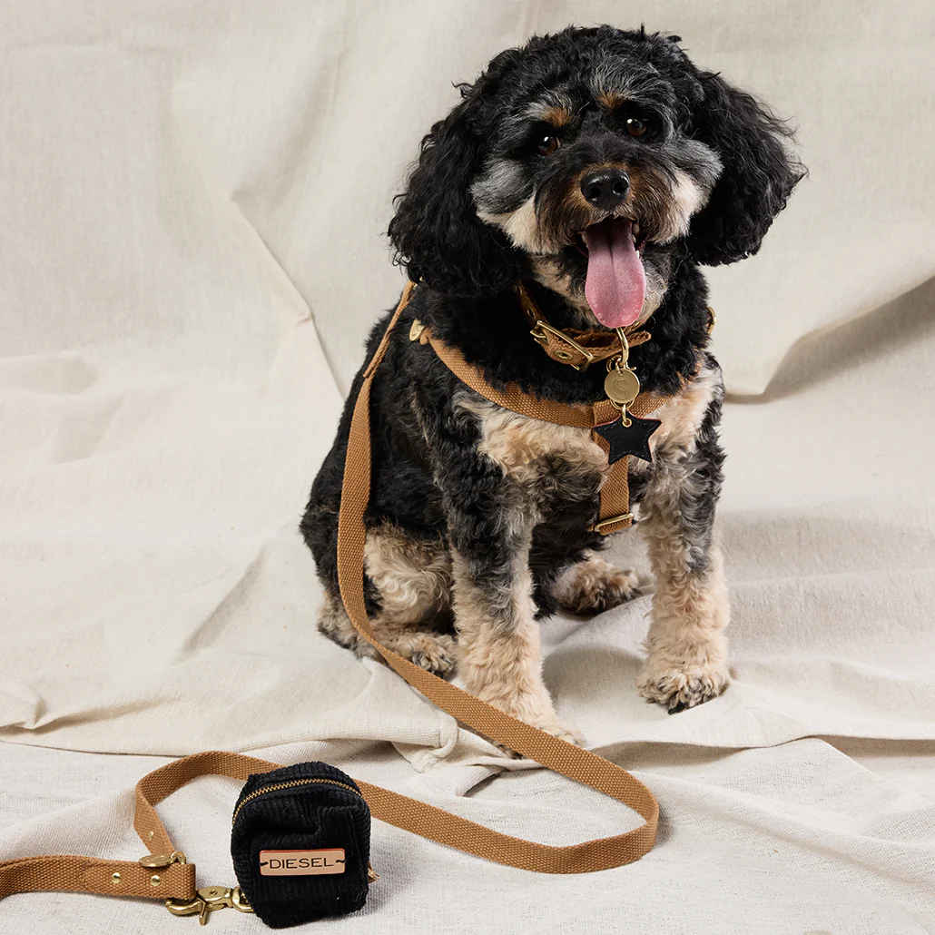 Webbing Step In Harness - Biscuit - Image 4