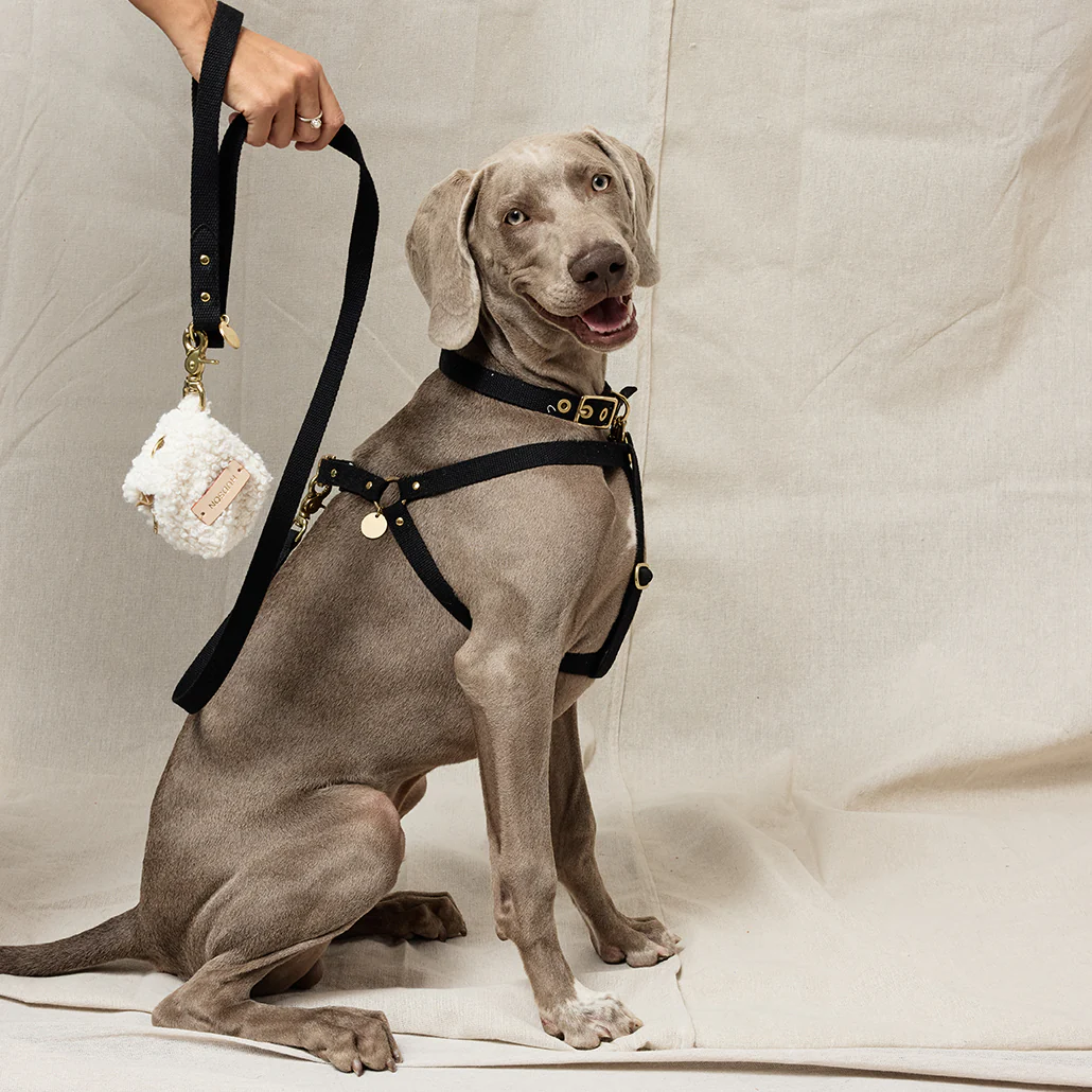 Webbing Step In Harness - Black - Image 5